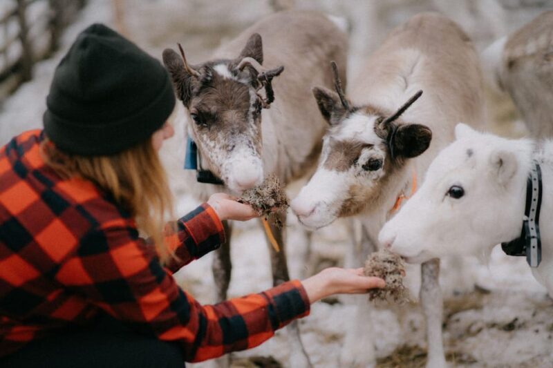 Arctic Reindeer Farm Experience with Snowshoeing in the Wild - FAQ