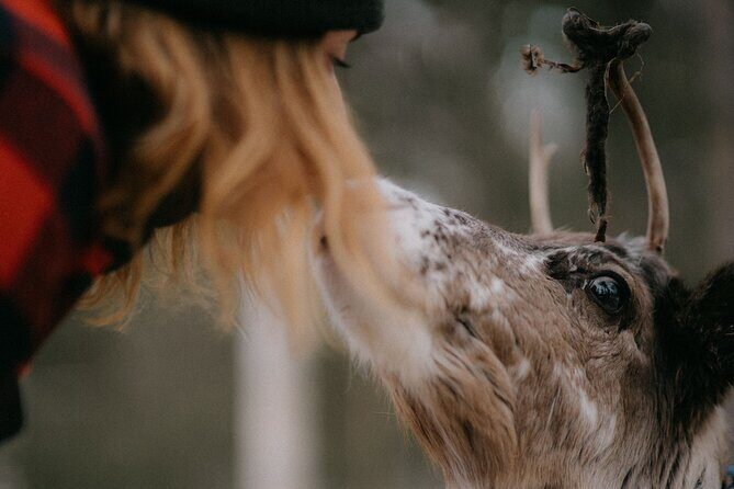 Arctic Reindeer Farm Experience with Snowshoeing in the Wild - Practical Tips and Considerations