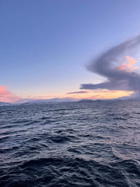 Arctic Whale Watching: Tromsø to Skjervøy in Comfort - Key Points