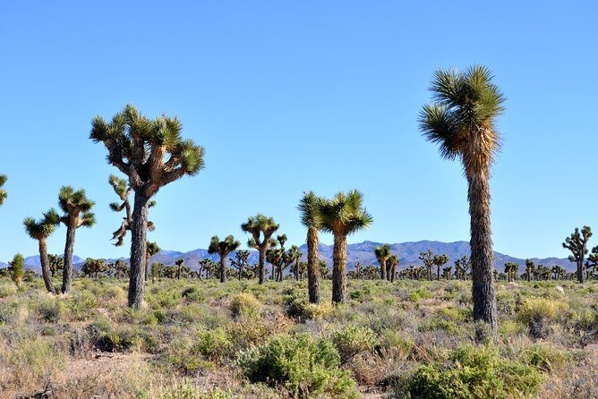 Area 51 Day Tour from Las Vegas with Alien and UFO Hotspots - Final Thoughts