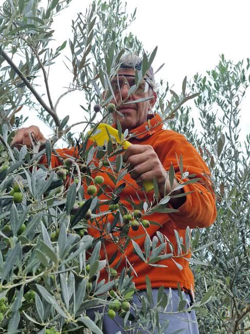 Arezzo: Guided sensory tasting of certified organic EVO oil - Key Points