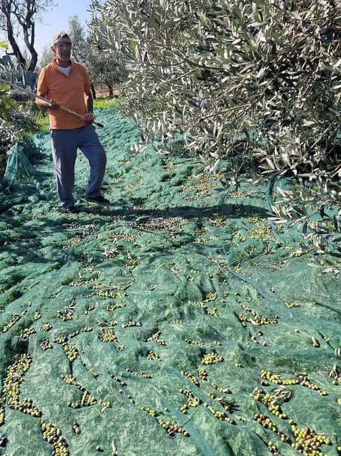 Arezzo: Guided sensory tasting of certified organic EVO oil - What to Expect from the Tour