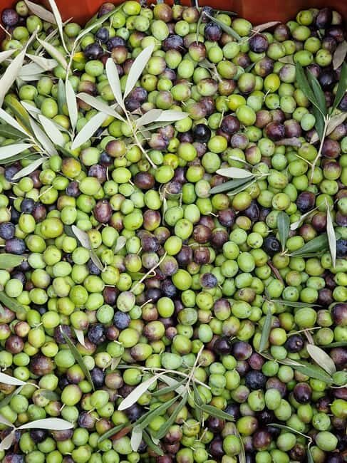 Arezzo: Guided sensory tasting of certified organic EVO oil - Sensory Tasting: What You’ll Experience