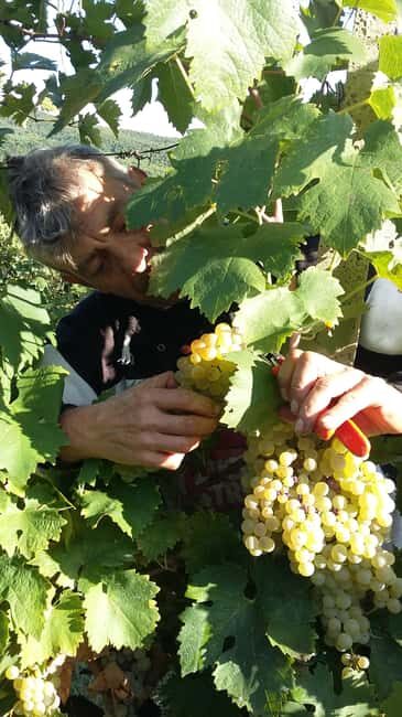 Arezzo: Tasting of Natural Wines in Buried Amphorae - The Underground Amphora Experience