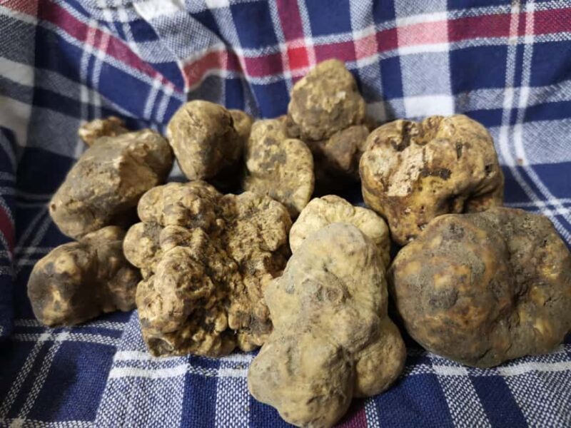 Arezzo: truffle hunting, tasting, cooking class with truffles. - Key Points