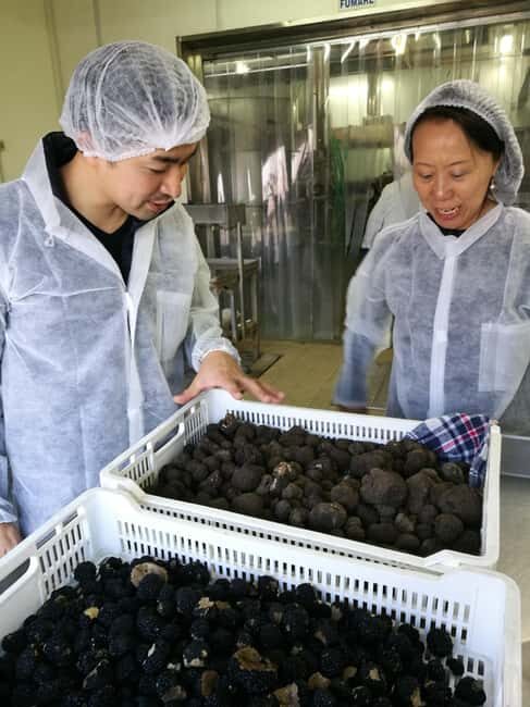 Arezzo: truffle hunting, tasting, cooking class with truffles. - FAQ