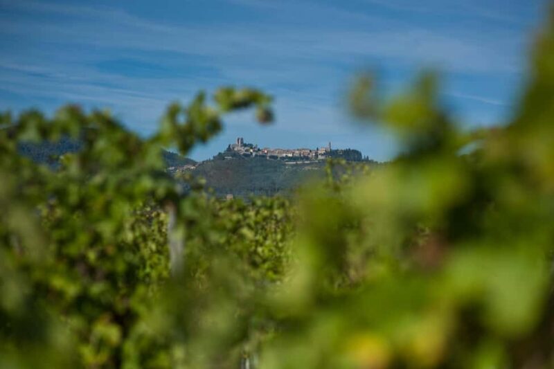 Arezzo: Val di Chiana Wine Tasting Experience - Arezzo: Val di Chiana Wine Tasting Experience — A Genuine Look