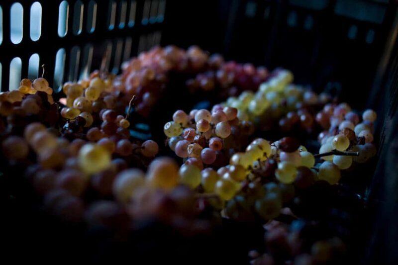 Arezzo: Val di Chiana Wine Tasting Experience - Key Points