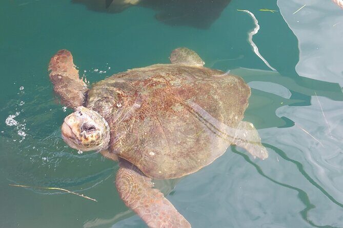 Argostoli Walking Tour- The Town's Tale on Foot - Frequently Asked Questions