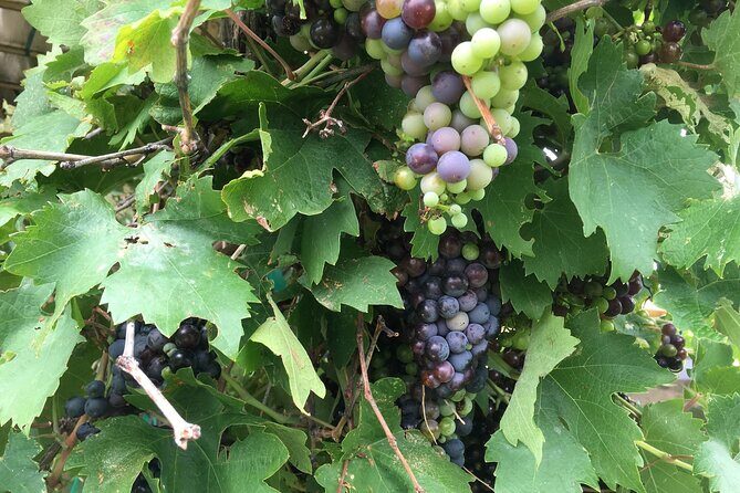 Arizona Winery All-Inclusive Tour with Lunch & Tastings - Who Is This Tour Best For?