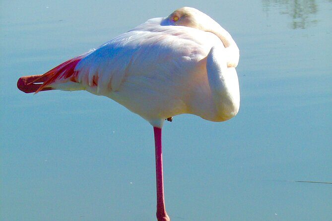 Arles and Camargue Full-Day Tour including Aigues Mortes - Who Is This Tour Best Suited For?