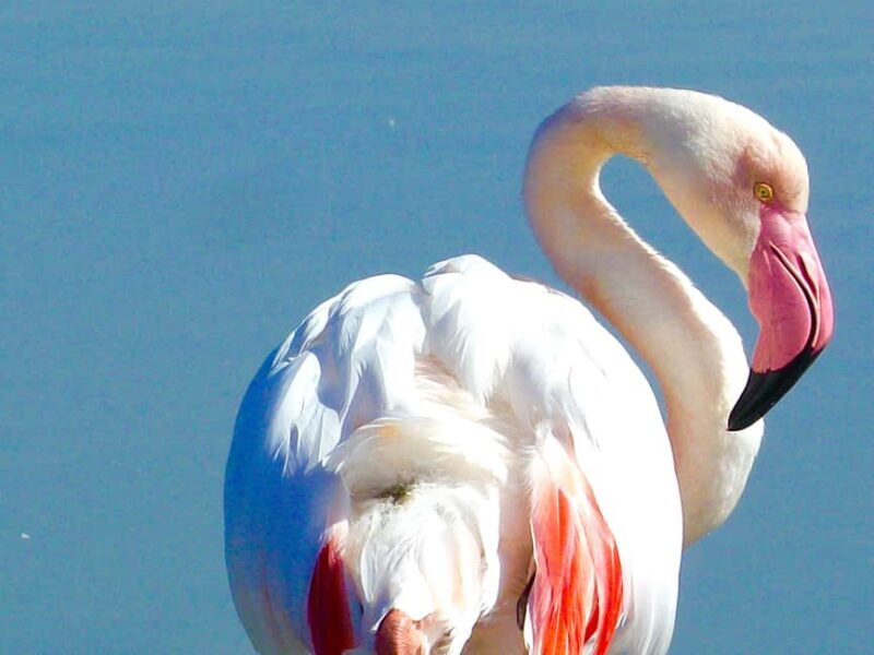 Arles & Camargue Natural Park (including Aigues Mortes) - Saintes Maries de la Sea: Seaside Serenity and Religious Heritage