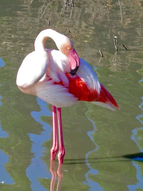 Arles & Camargue Natural Park (including Aigues Mortes) - Who this tour is best for