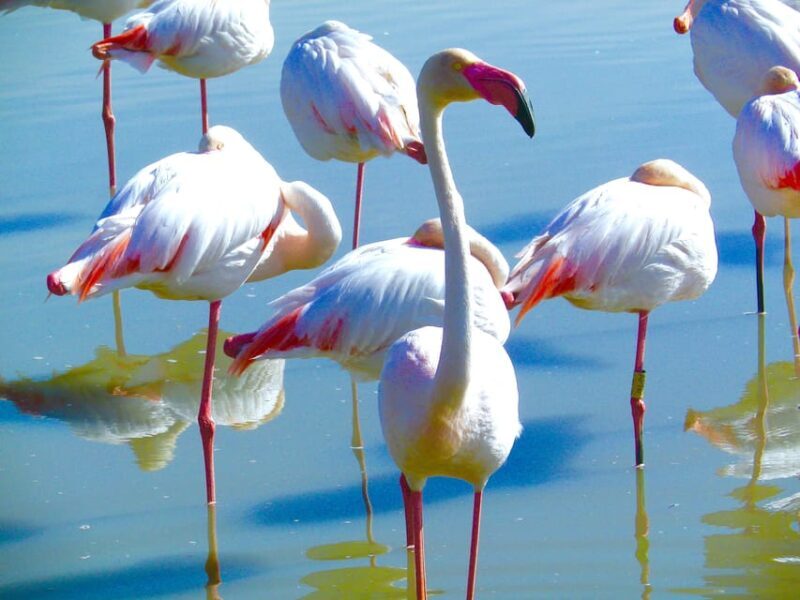 Arles & Camargue Natural Park (including Aigues Mortes) - The Sum Up