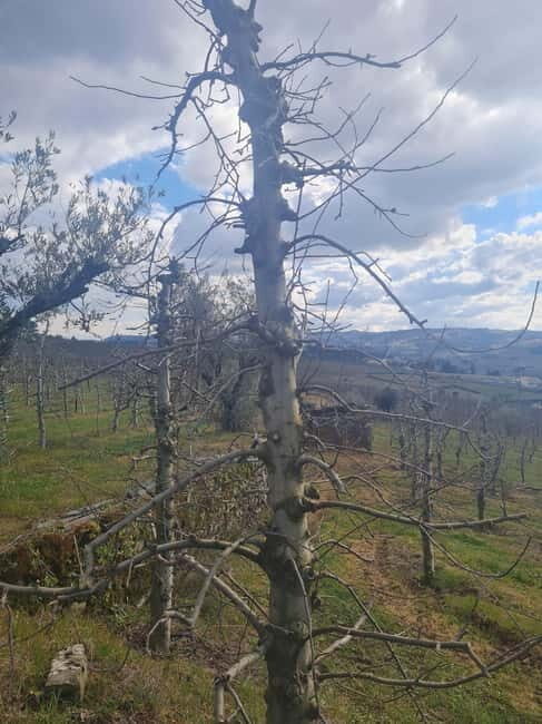 Armamar: Apple Orchard Tour with Lunch and Tastings - The Bottom Line: Who Will Love This Tour?