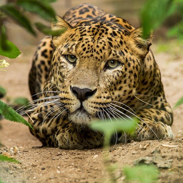 Arnhem: Burgers' Zoo Entry Ticket - Final Thoughts