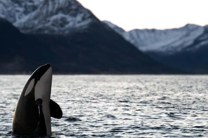 Arnøya: Whale Watching Safari - Key Points