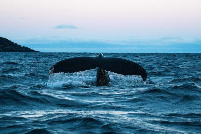 Arnøya: Whale Watching Safari - What to Expect on Your Whale Watching Safari