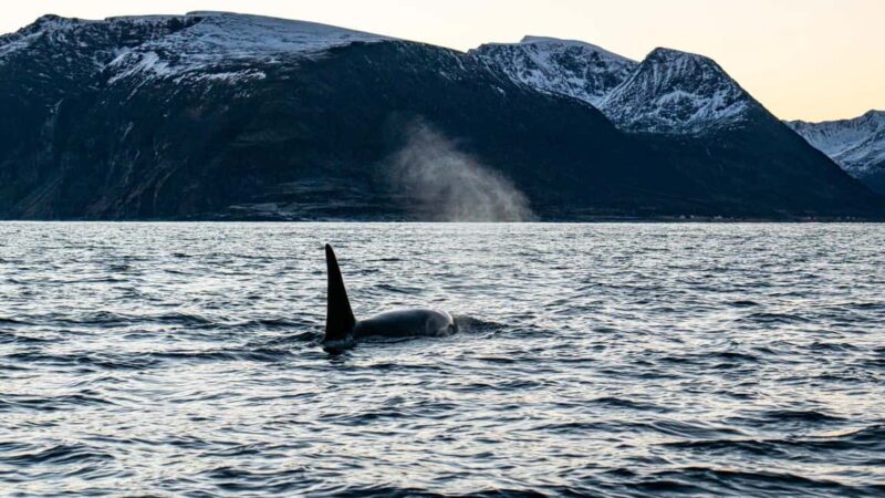 Arnøya: Whale Watching Safari - Pricing and Value