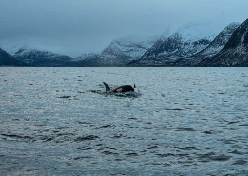 Arnøya: Whale Watching Safari - Who Should Consider This Tour?