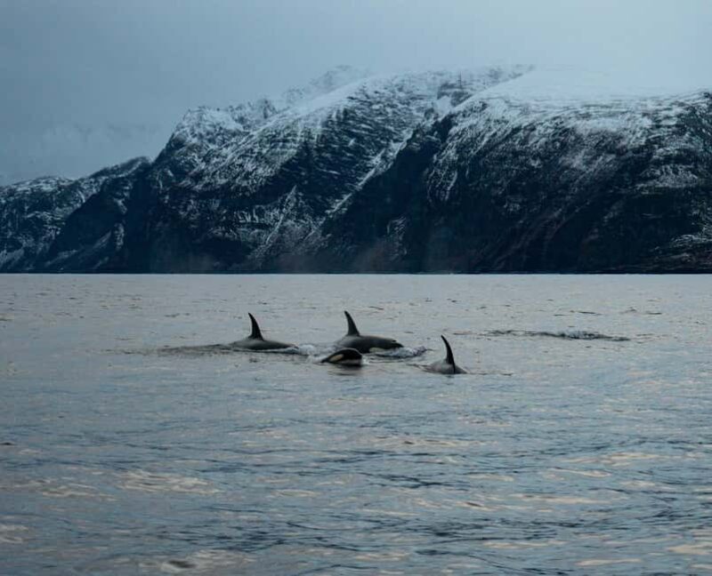 Arnøya: Whale Watching Safari - FAQ