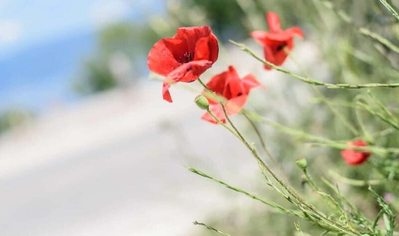 Around the lake Albania from Ohrid and Struga. - A Deep Dive into the Lake and Beyond