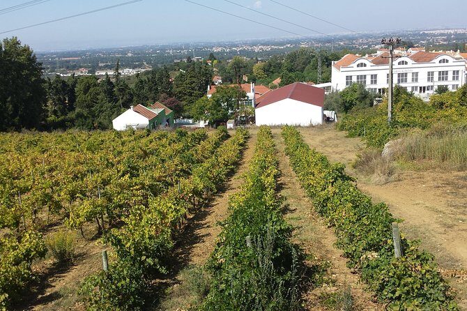 Arrábida culture, wine and gastronomic experience - An In-Depth Look at the Tour