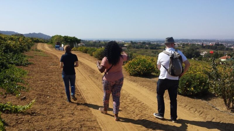 Arrábida: Full-Day Private Tour with Wine Tasting - Who This Tour Is Best For