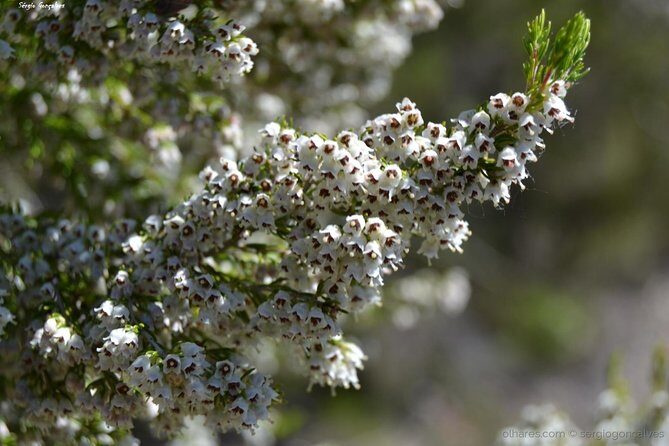 Arrábida Jeep Tour  Incredible Market & Hidden Gems - Who Is This Tour Best For?