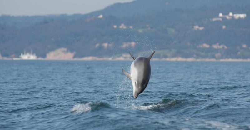 Arrábida - Sesimbra: Dolphin Watching - An Honest Look at the Experience
