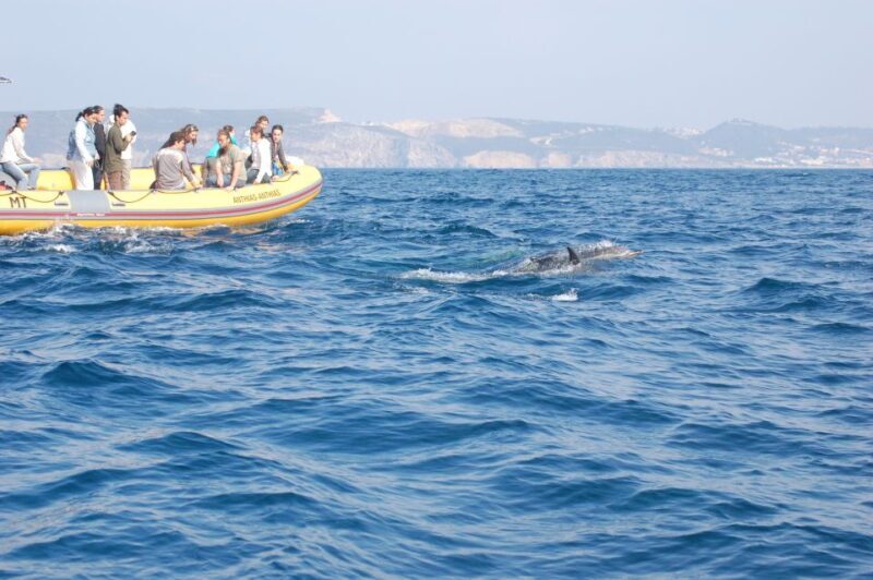 Arrábida - Sesimbra: Dolphin Watching - What It Means for You