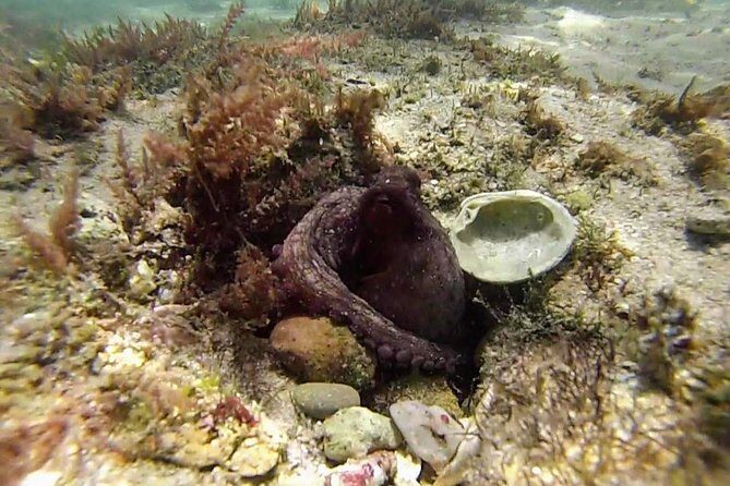 Arrábida Snorkeling Adventure with Transfer from Lisbon - FAQ