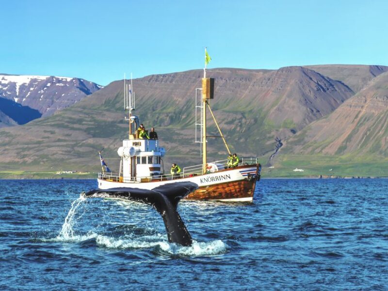 Árskógssandur: Whale-Watching Boat Trip - Real Traveler Insights