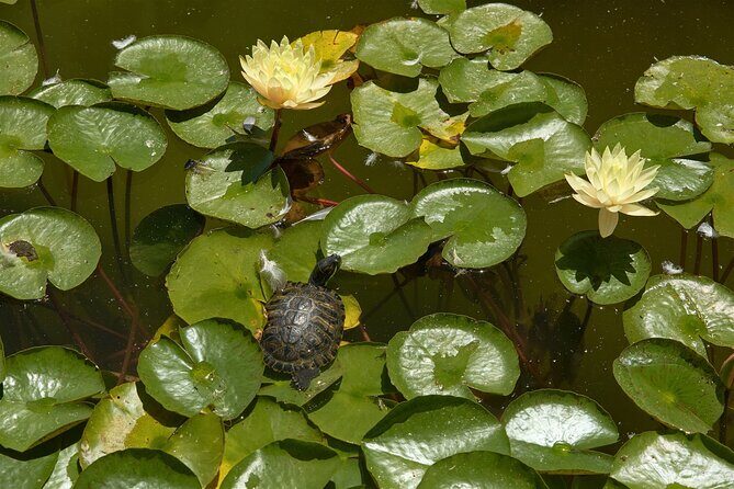 Art of Balboa Park Walking Tour - What Travelers Are Saying (Based on Reviews)