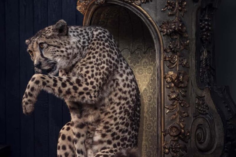 Art Zoo Museum: Art meets nature in a 17th-Century House - Introduction