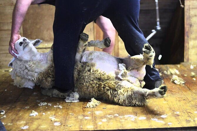 Arthur's Pass and TranzAlpine Train Day Tour from Christchurch - Who Should Consider This Tour?