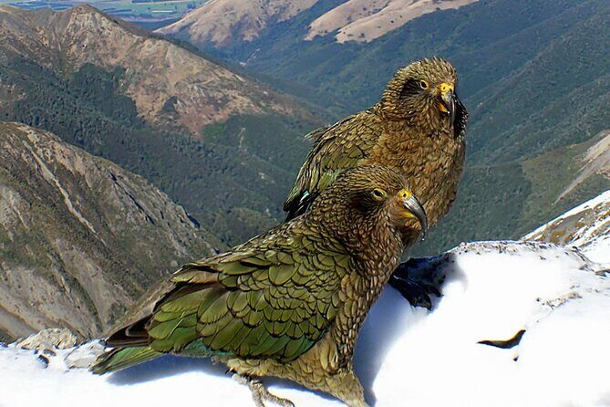 Arthur's Pass and TranzAlpine Train Day Tour from Christchurch - FAQs