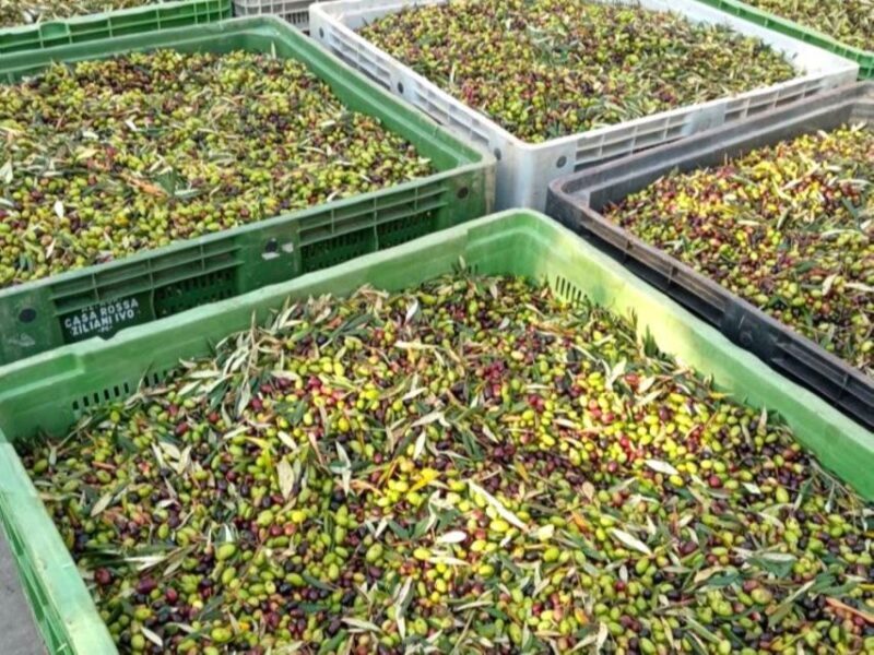 Ascoli Piceno: Olive Oil Tasting with local products - The Practicalities: What to Know Before You Go