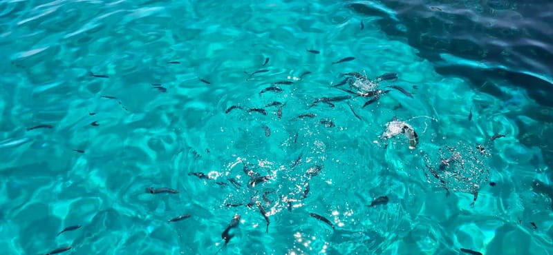 Asinara by Boat: Half-Day Morning Tour among crystal clear waters - Key Points