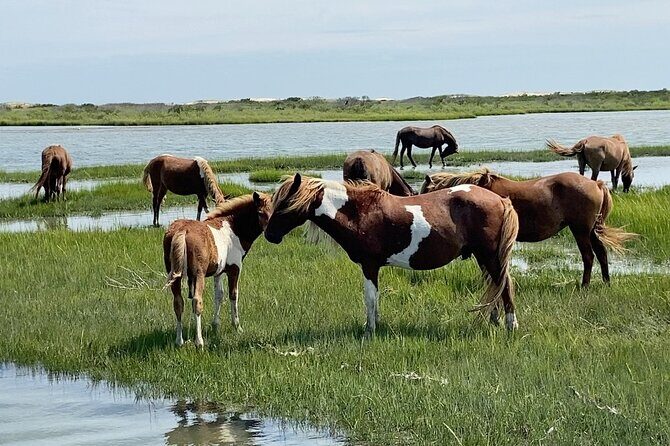 Assateague Island Cruise Departs from Ocean Pines - Why This Assateague Island Cruise Stands Out