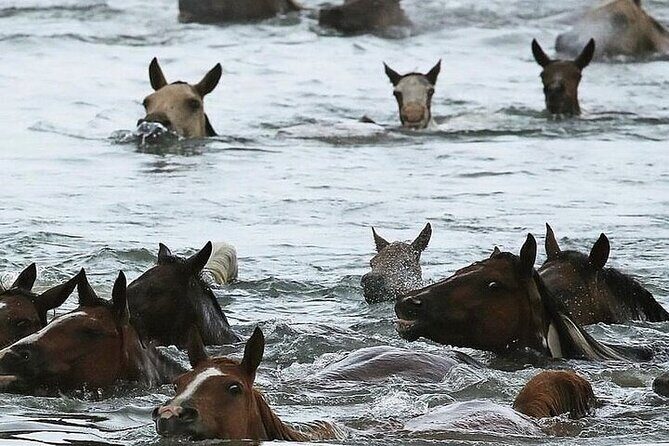 Assateague Island Kayak Tours and Ponies Experience - An Honest Look at the Assateague Island Kayak Tour
