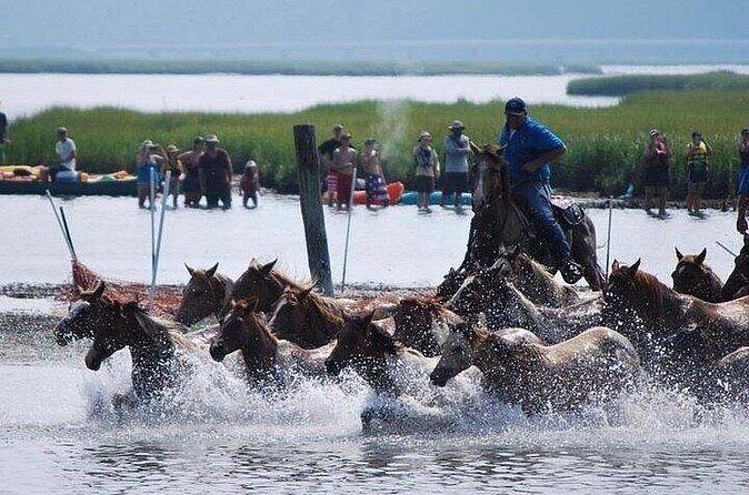 Assateague Island Kayak Tours and Ponies Experience - Considering the Value