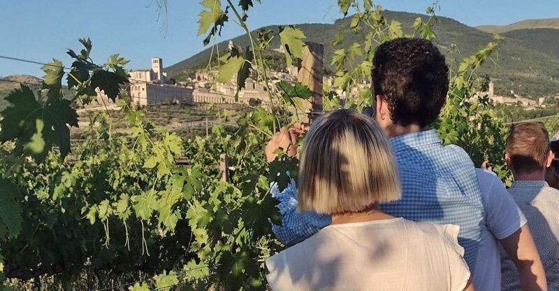 Assisi: Wine tasting, gourmet pairing, walk in the vineyards - Key Points