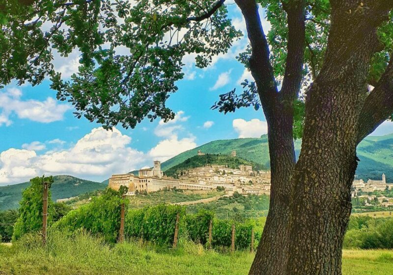 Assisi: Wine tasting, gourmet pairing, walk in the vineyards - An In-Depth Look at the Assisi Vineyard Experience