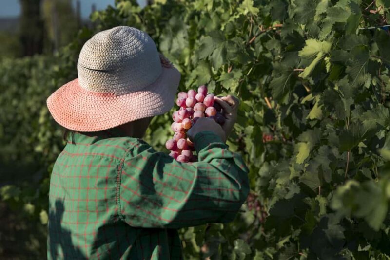 Athens: Cape Sounion Sunset and Wine Tasting Tour - Who Should Consider This Tour?