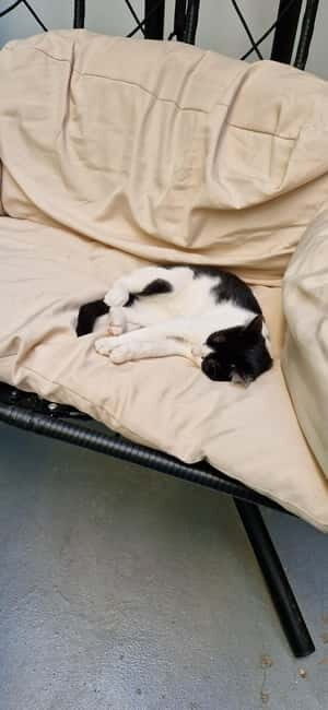 Athens: Cat Cafe Visit with Drink and Sweet - A Warm Look at Athens’ Cat Café Visit with Drink and Sweet