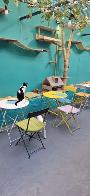 Athens: Cat Cafe Visit with Drink and Sweet - Authentic Voices: What Visitors Say