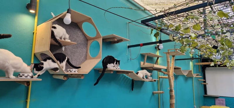 Athens: Cat Cafe Visit with Drink and Sweet - Who Will Love This Experience?