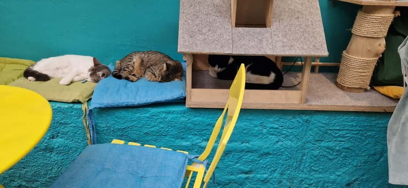 Athens: Cat Cafe Visit with Drink and Sweet - The Bottom Line: Why Consider Visiting?