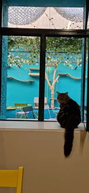 Athens: Cat Cafe Visit with Drink and Sweet - FAQs